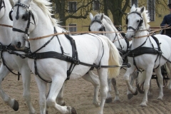starokladrubský kůň - autor: Jan Kalíšek