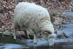 Valašská ovce - autor: Milerski Michal