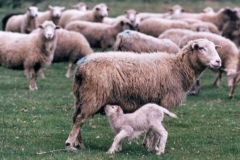 Šumavská ovce - archív VUZV