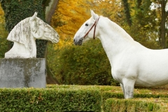 starokladrubský kůň - autor: Šárka Veinhauerová