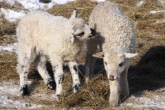 Valašská ovce - autor: Milerski Michal