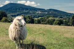 Šumavská ovce - autor: Milerski Michal