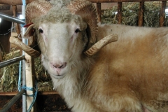 Šumavská ovce - autor: Pikousová Jitka